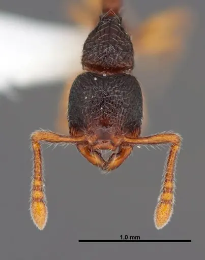 Myrmecina americana - FMNHINS0000088661