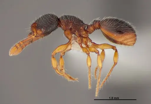 Myrmecina americana - FMNHINS0000088661