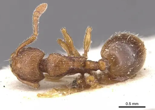 Myrmecina atlantis specimen