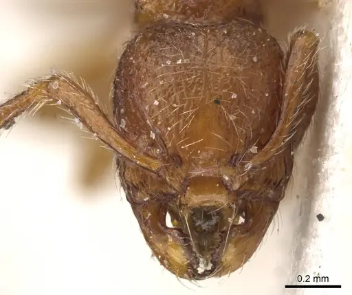 Myrmecina atlantis specimen