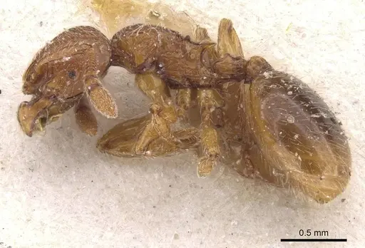 Myrmecina atlantis specimen