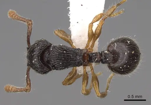 Myrmecina australis specimen