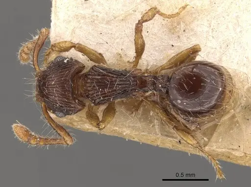 Myrmecina bandarensis specimen