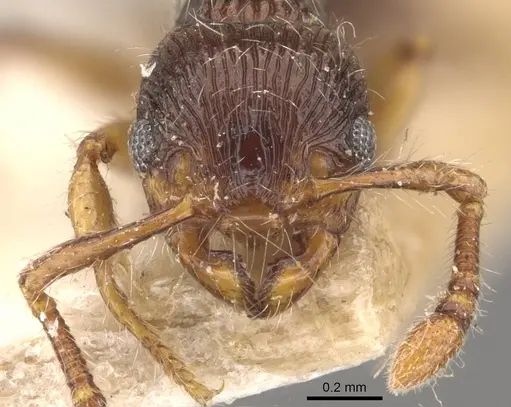 Myrmecina bandarensis specimen
