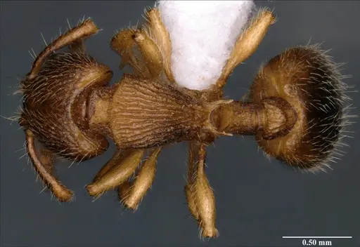 Myrmecina bawai specimen