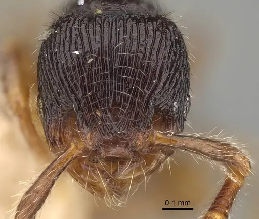 Myrmecina brevicornis specimen