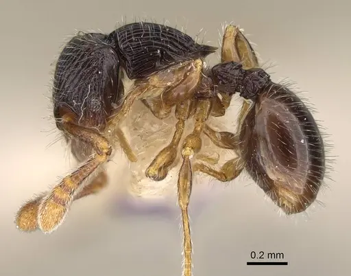 Myrmecina brevicornis specimen
