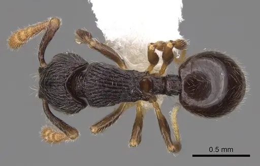 Myrmecina brevicornis - CASENT0922964