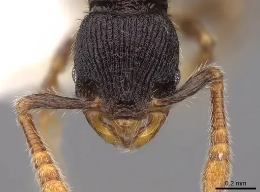 Myrmecina brevicornis - CASENT0922964
