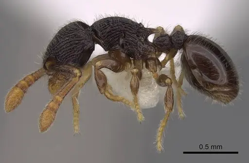 Myrmecina brevicornis - CASENT0922964