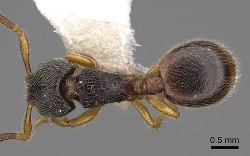 Myrmecina brevicornis - CASENT0922979