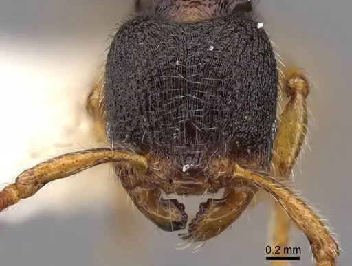 Myrmecina brevicornis - CASENT0922979