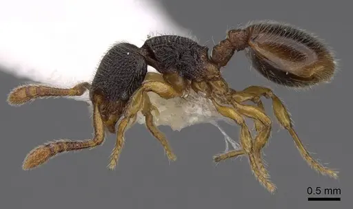 Myrmecina brevicornis - CASENT0922979