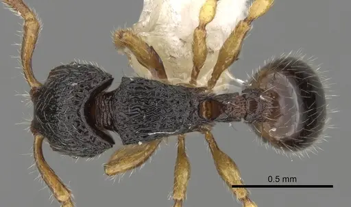 Myrmecina butteli specimen