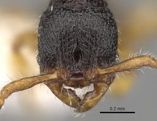Myrmecina butteli specimen