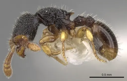Myrmecina butteli specimen