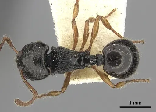 Myrmecina cacabau specimen