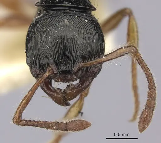 Myrmecina cacabau specimen