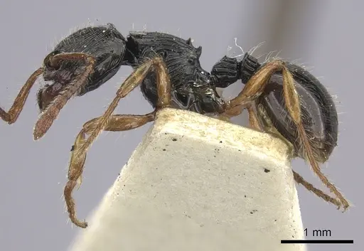 Myrmecina cacabau specimen