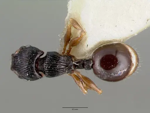 Myrmecina curtisi specimen