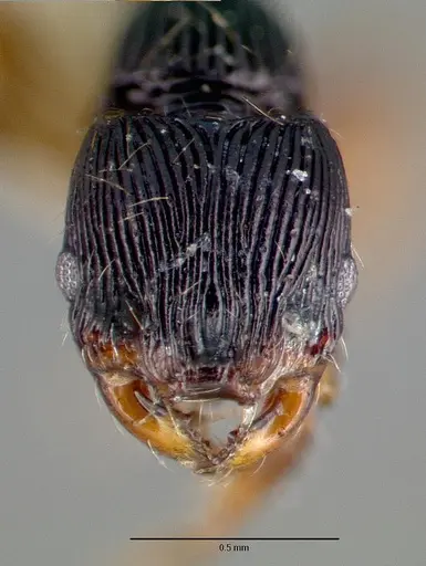 Myrmecina curtisi specimen