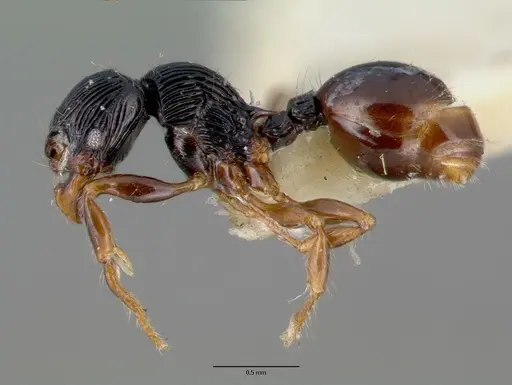 Myrmecina curtisi specimen