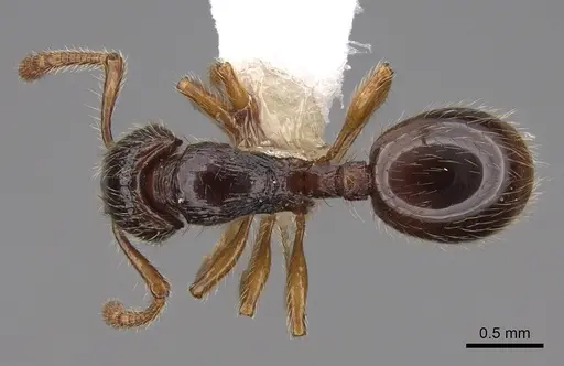 Myrmecina eruga specimen