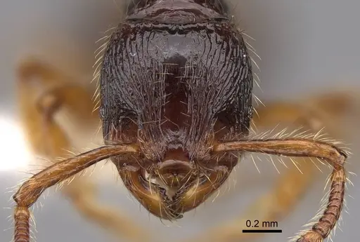 Myrmecina eruga specimen