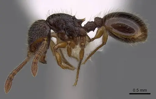 Myrmecina eruga specimen