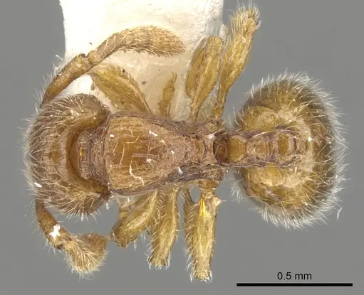 Myrmecina flava specimen
