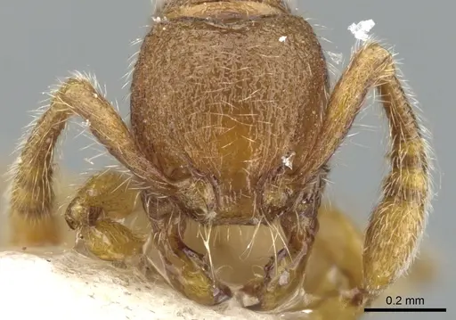 Myrmecina flava specimen