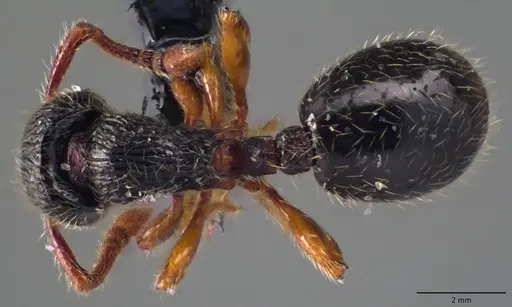 Myrmecina graminicola specimen