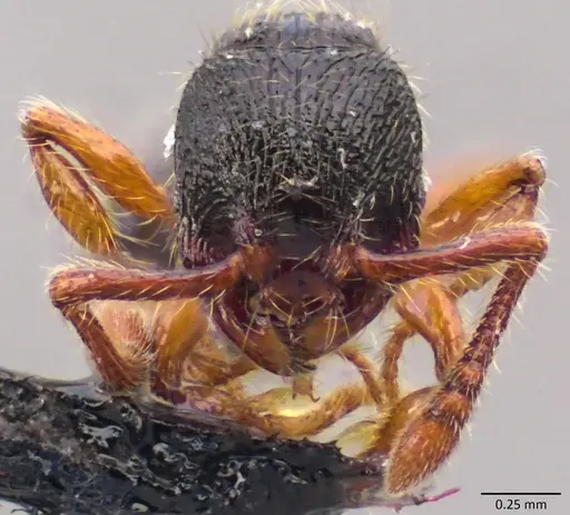 Myrmecina graminicola specimen