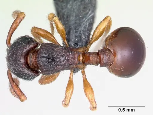 Myrmecina guangxiensis specimen