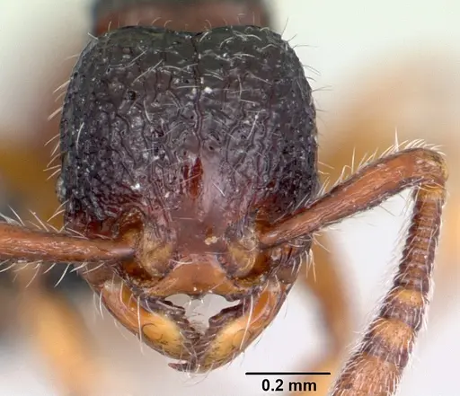 Myrmecina guangxiensis specimen