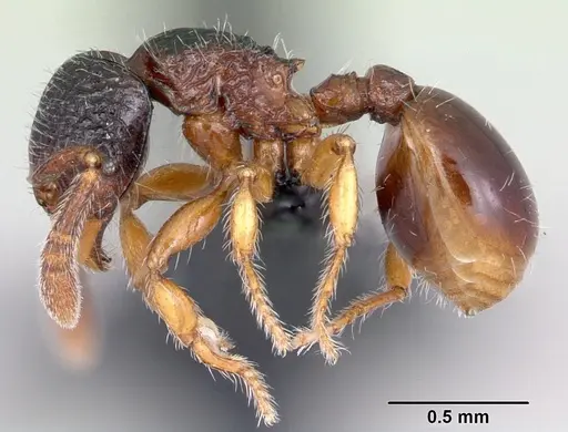 Myrmecina guangxiensis specimen