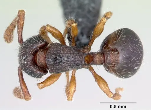 Myrmecina guangxiensis - CASENT0070296