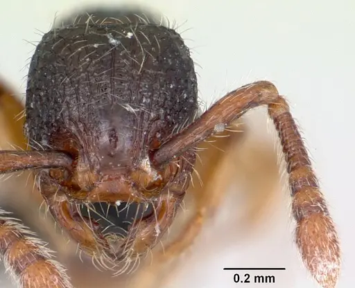 Myrmecina guangxiensis - CASENT0070296