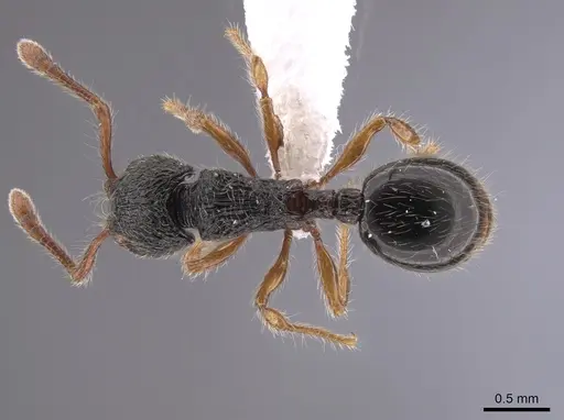 Myrmecina harrisoni specimen