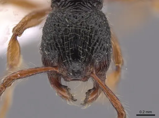 Myrmecina harrisoni specimen