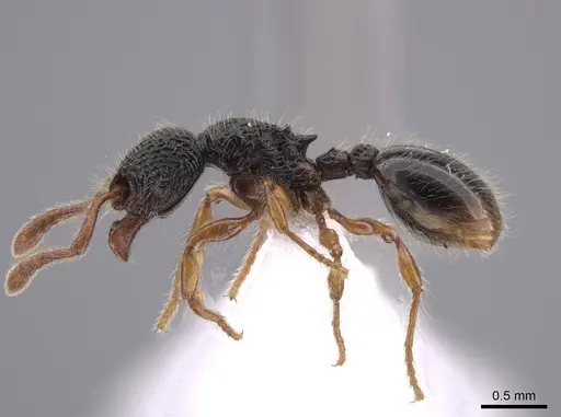 Myrmecina harrisoni specimen