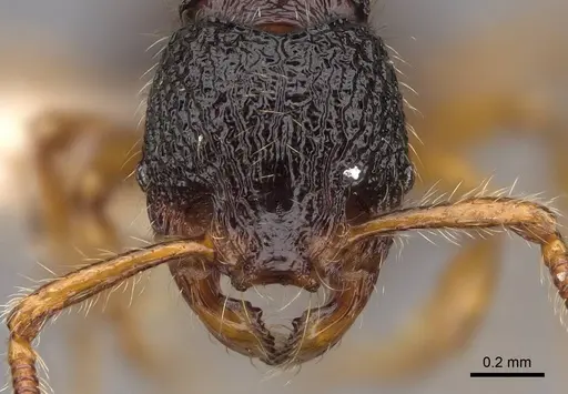 Myrmecina harrisoni - CASENT0922957