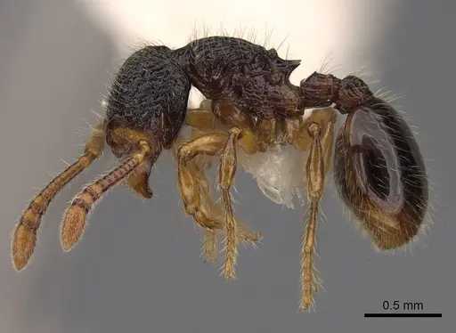 Myrmecina harrisoni - CASENT0922957