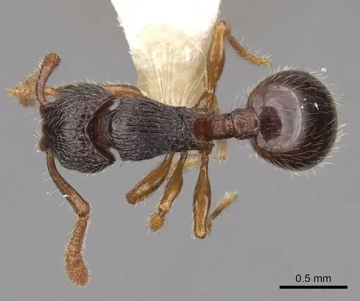 Myrmecina inaequala specimen