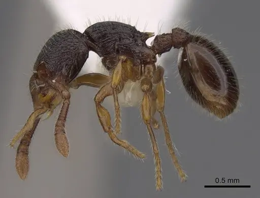 Myrmecina inaequala specimen