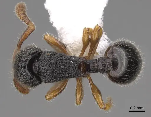 Myrmecina insulana specimen