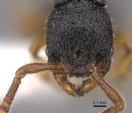 Myrmecina insulana specimen