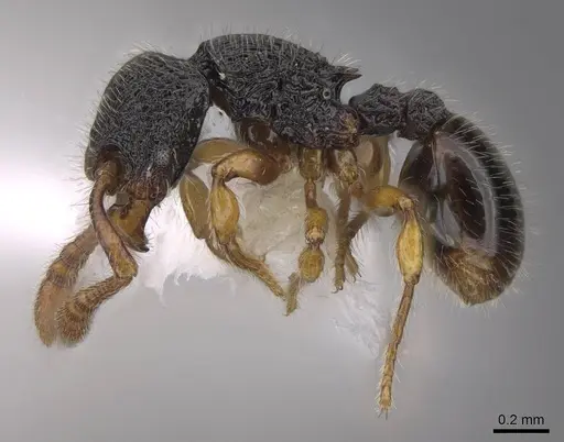 Myrmecina insulana specimen