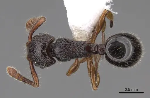 Myrmecina macrops specimen