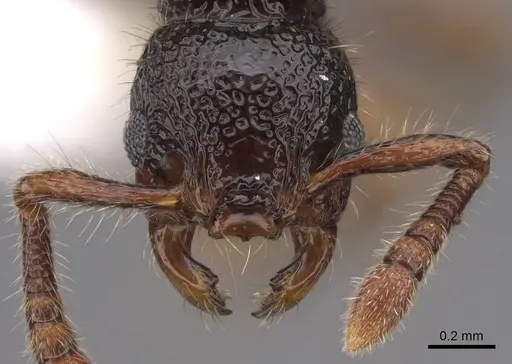 Myrmecina macrops specimen